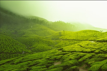 Ooty